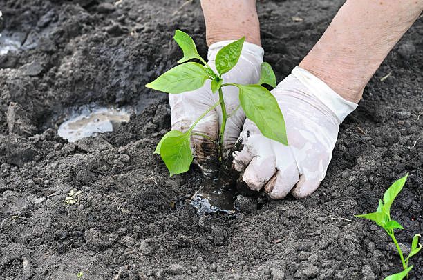 istock farmer's hands planting a pepper seedling 637412230