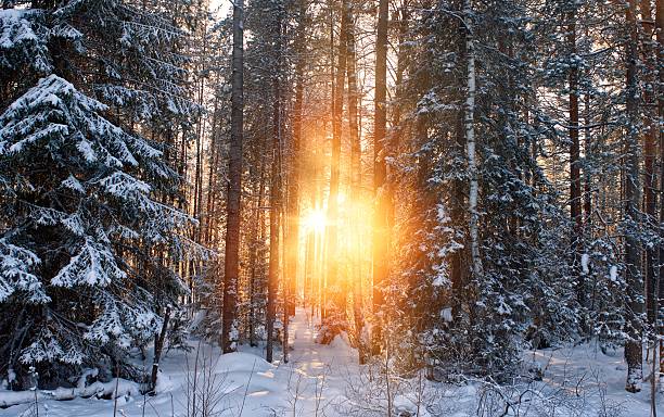 istock winter landscape with sun shining thought the trees 637412974
