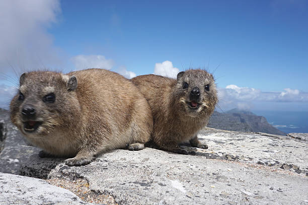 cute dassie rat looking at the camera cute dassie rat-an african rodent looking at the camera hyrax stock pictures, royalty-free photos & images