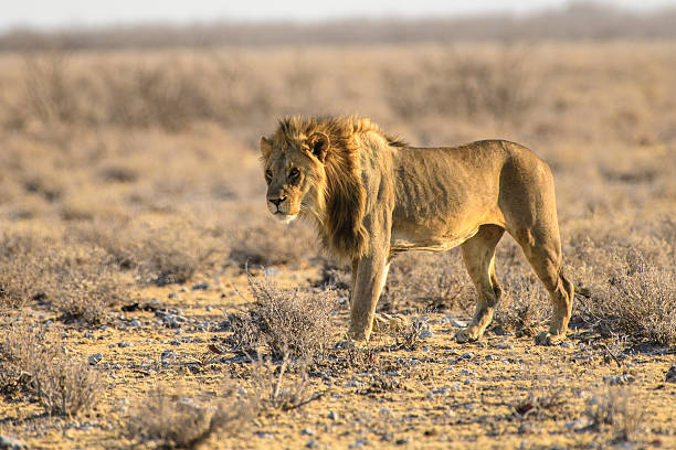istock Male lion in the bush 637413338