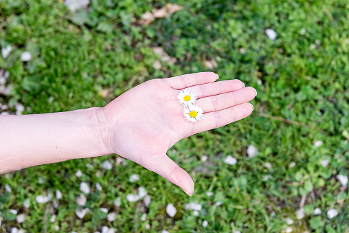 A female hand holding 2 daisies among fingers on a grass background