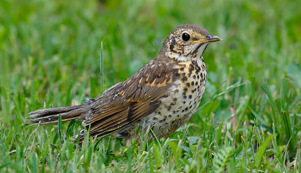 istock Juvenile Song Thrush (Turdus philomelos) closeup 637414388