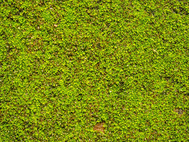 istock Green moss on old concrete floor texture background 637415438