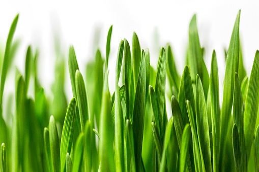 Fresh grass isolated om white background