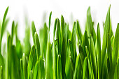 istock Grass on White 637421226