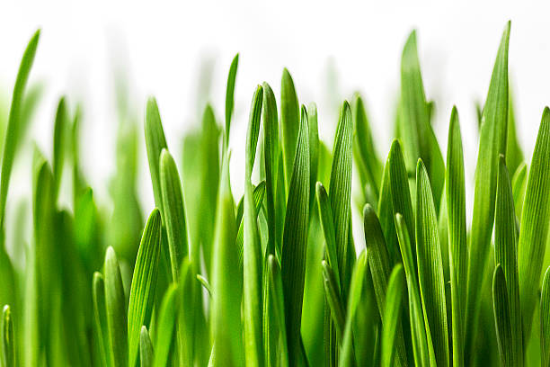 grama em branco - blade of grass grass isolated white imagens e fotografias de stock