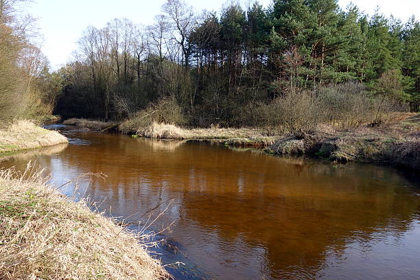 istock Calm landscape with water and forest 637421730