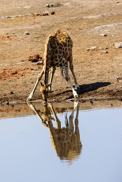 Close up of a giraffe drinking and its reflection stock photo