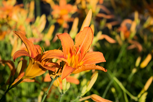 Beautiful Orange Flower In The Field Closeup View