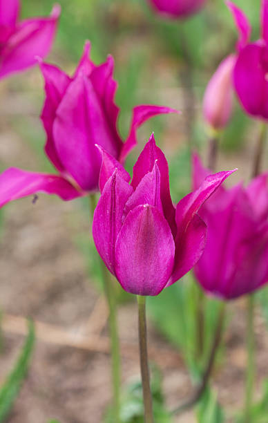 istock purple tulips in the spring 637423112