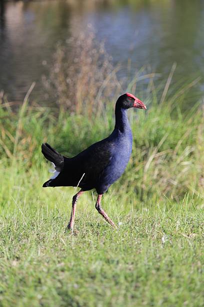 istock Purple Swamphen in Centennial Park, Sydney 637430378