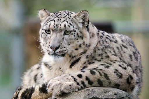 A snow leopard lounges on a rock