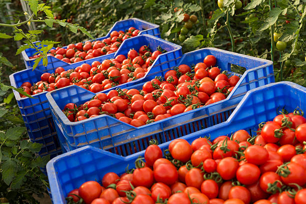 istock Crates filled by fresh red tomatoes in greenhouse 637456514