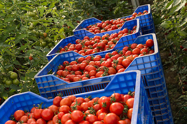 istock Red tomatoes crates ready for forwarding in greenhouse 637456806