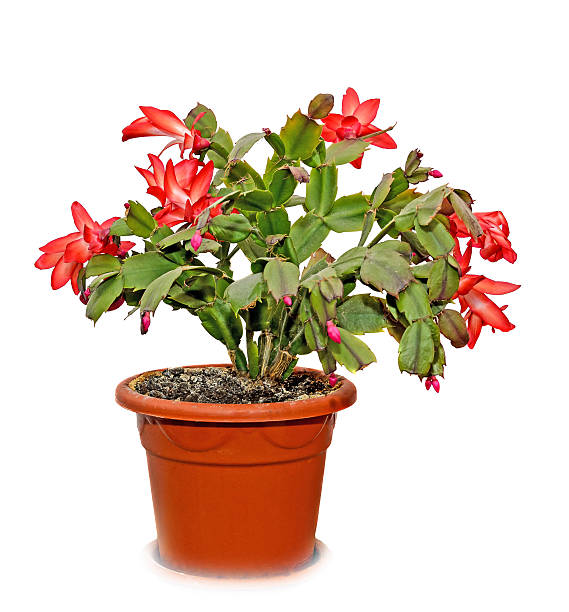 Red Schlumbergera truncata flowers in flowerpot Red Schlumbergera truncata flowers in flowerpot, Christmas and Thanksgiving cactus, Craciunel. zygocactus truncatus stock pictures, royalty-free photos & images