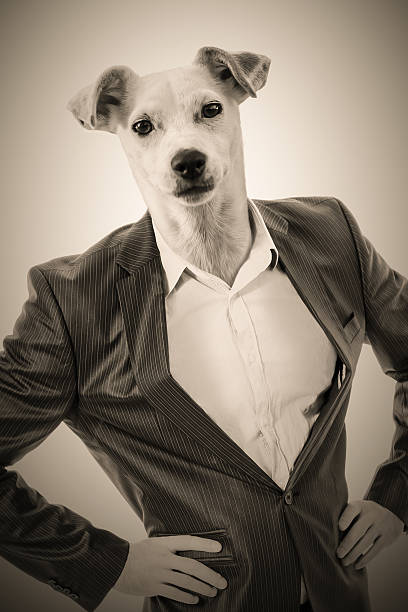 Man with a dog's head Businessman with the head of a Jack Russell dog tuxedo stock pictures, royalty-free photos & images