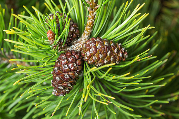 Black pinecone Black pinecone hanging from the branch between needles. pinus pinea photos stock pictures, royalty-free photos & images