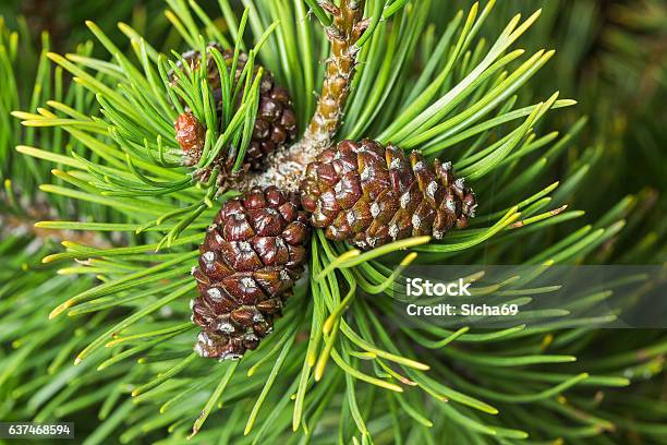 Black Pinecone Stock Photo - Download Image Now - Parasol Pine, Close-up, Nature