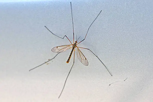 True crane-fly or cranefly also called daddy longlegs close up Latin name nephrotoma quadrifaria showing dark spots on wings similar species nephrotoma appendiculata or spotted crane-fly on a car door in Italy