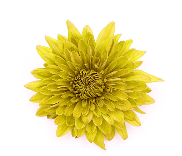 istock One yellow Chrysanthemum Flower Isolated over White Background 637493530