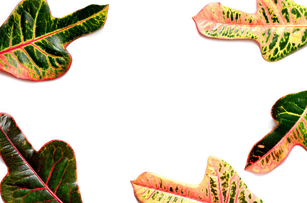 istock frame made of green and yellow leaf on white background 637497944