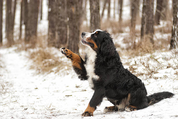 犬ギブ paw - dog snow bernese mountain dog paw ストックフォトと画像