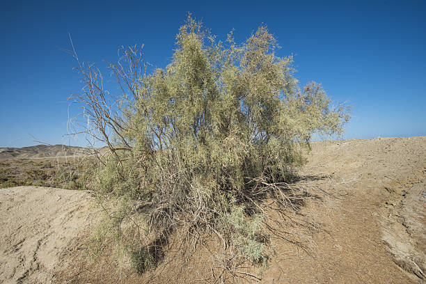 istock Bush vegetation on sand dune in desert 637499372