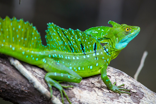 close-up of a madagascar giant day gecko (Phelsuma madagascariensis grandis) on a branch