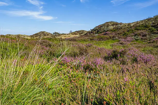 Dunes landscape of the wadden islands of the Netherlands with blooming heather and a path.