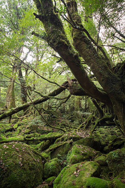 istock Moss forest in Yakushima Island, Japan 637502074