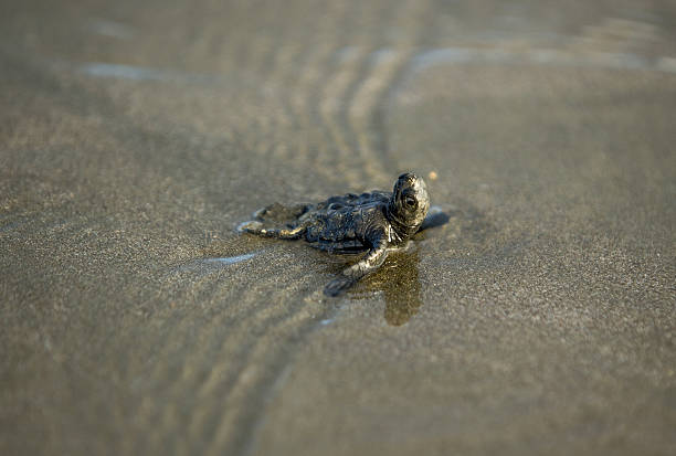 Olive Ridley Turtle Hatchling on back, Nicaragua stock photo