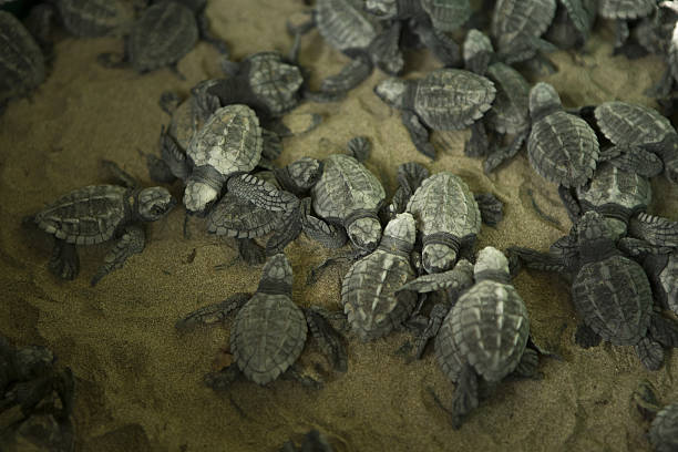 Olive Ridley Turtle Hatchlings, Nicaragua stock photo