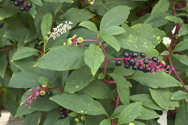 American Phytolacca