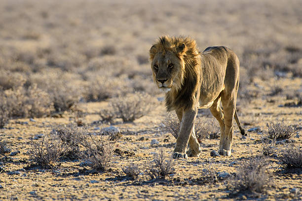 istock Male lion on the move 637504894