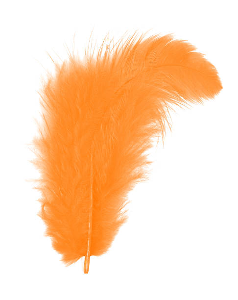 istock Orange feather isolated on white background cutout 637504918