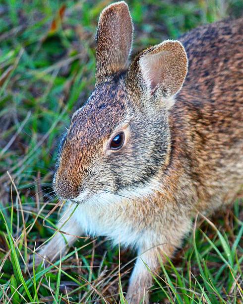 istock Portrait of a marsh rabbit 637505398