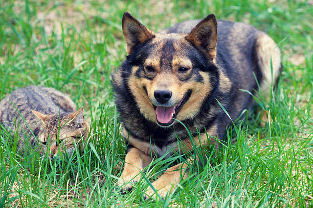 istock Cat and dog lying together on the grass 637505534