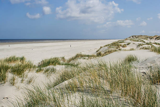 istock Sand dunes in the Netherlands 637505794