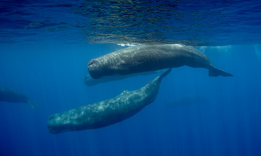 Sperm Whale Armada (Physeter Macrocephalus), Sri Lanka, Palk Strait, Indian Ocean