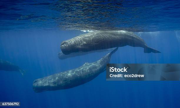 Sperm Whale Armada Sri Lanka Stock Photo - Download Image Now - Sperm Whale, Underwater, Animal Wildlife