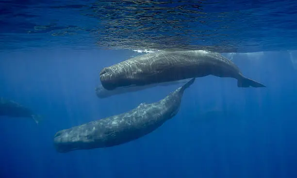 Sperm Whale Armada (Physeter Macrocephalus), Sri Lanka, Palk Strait, Indian Ocean