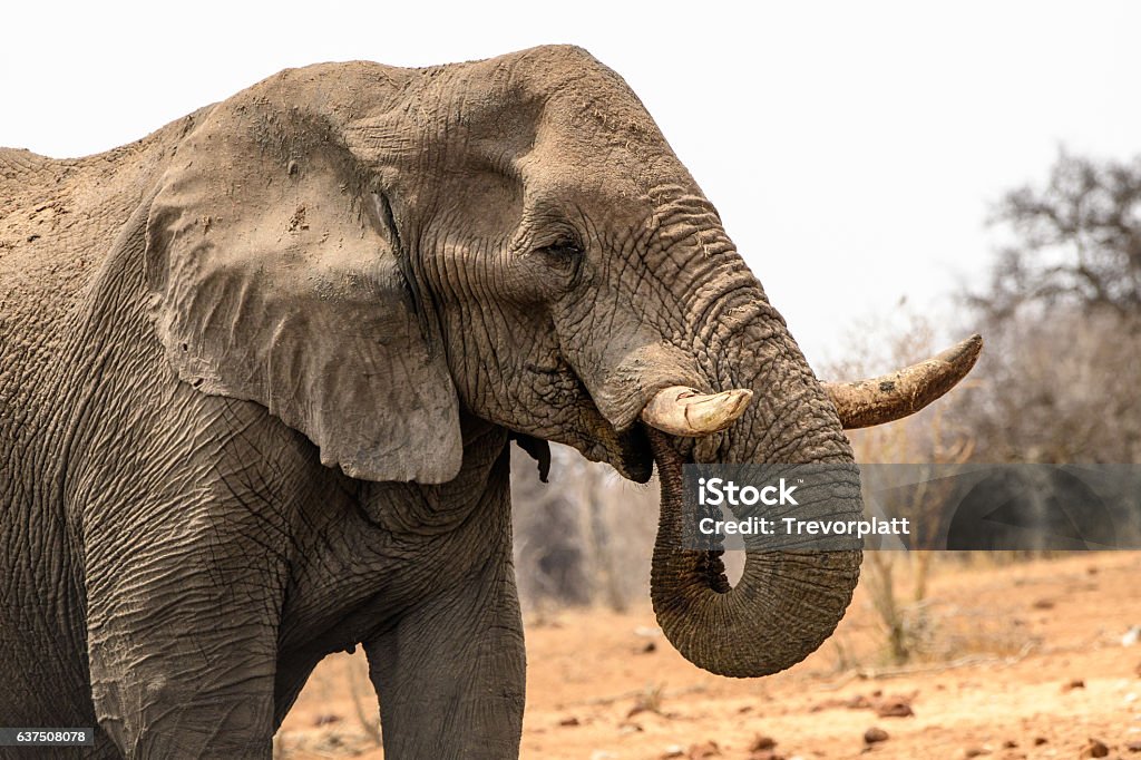 Head And Shoulders Shot Of A Majestic Elephant Stock Photo - Download Image Now - Africa, African Elephant, Animal - iStock Head And Shoulders Shot Of A Majestic Elephant Stock Photo - Download Image Now - Africa, African Elephant, Animal - iStock