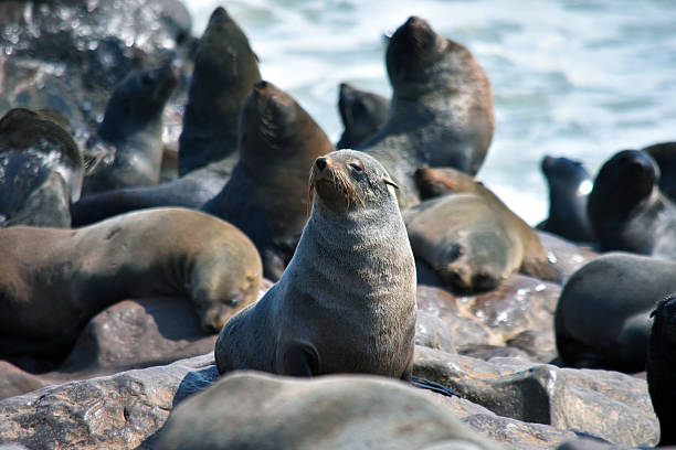 istock Cape fur seal (Arctocephalus pusillus pusillus) in Africa 637509292