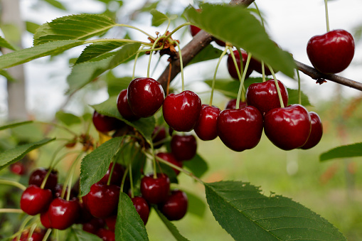 Working in a covered cherry orchard. Farmer plucks ripe cherries.