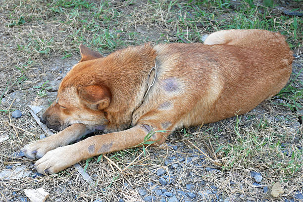 istock The Brown dog was sleep on the ground 637510970