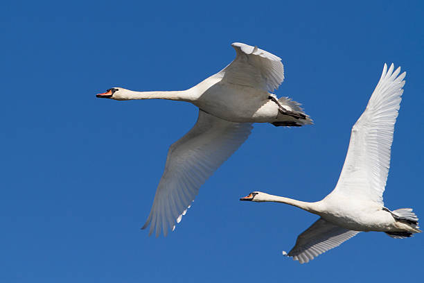 istock pair of swans in flight 637511086