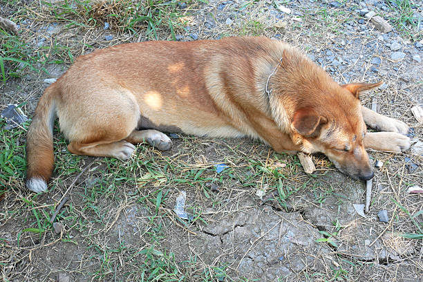 istock The Brown dog was sleep on the ground 637511234