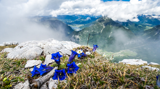Gentians in the mountains of Austria