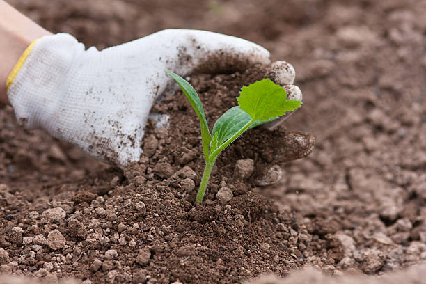 istock hand planting seedling of marrow 637512084