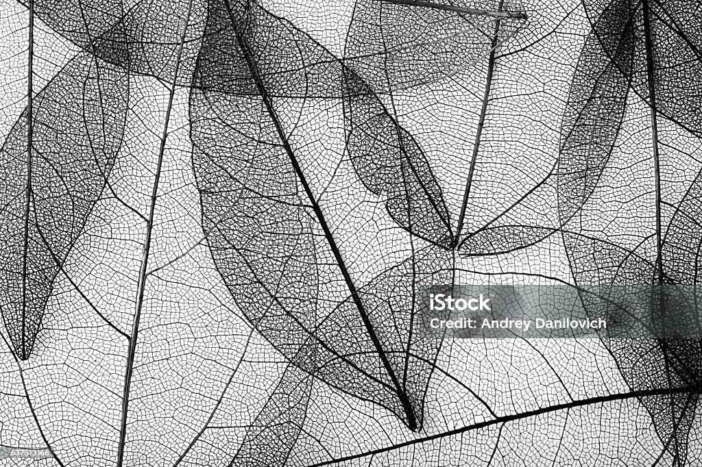 leaves skeleton background leaves skeleton background. Nature abstraction Black And White Stock Photo